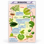 Life Cycle of Fern Chart